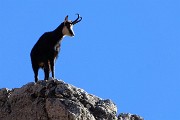 31 Un camoscio di vedetta sui contrafforti rocciosi del Monte Arale